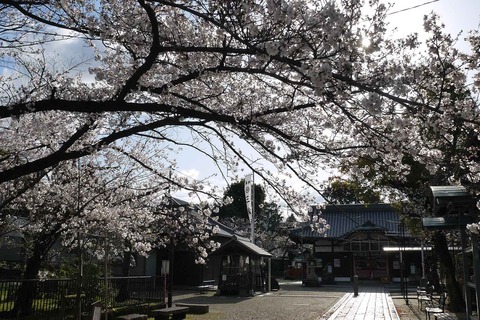 20200329sakura14