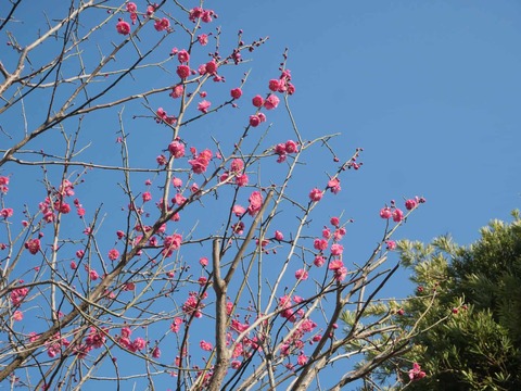 20260221阿久刀神社 (5)