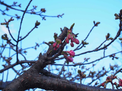 20240218河津桜 (16)