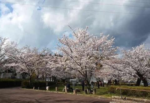 20200402sakura3