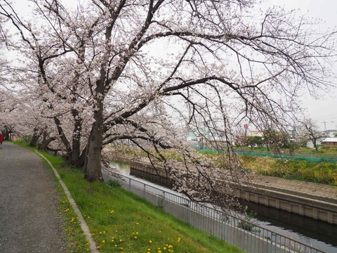 20230325玉川沿い桜 (2)