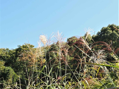 20221002ススキ (1)