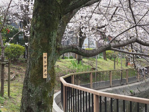 20230325筒井池公園 (15)
