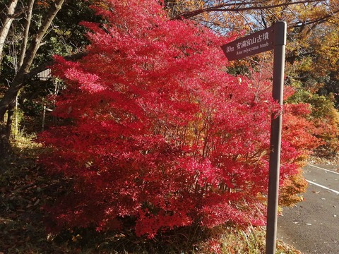 20201122koyo2