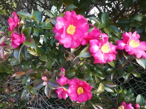 20250121さざんか (2)