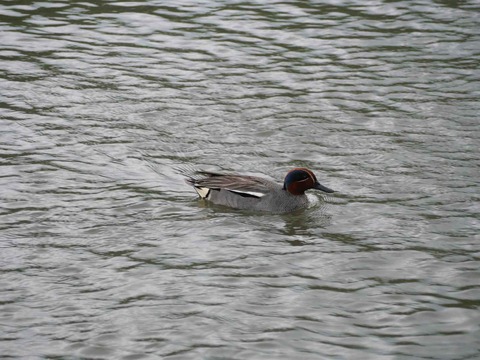 20240602コガモ (5)