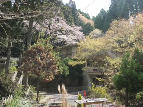 20260412府道号桜新緑 (21)