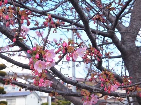 20220306河津桜 (3)