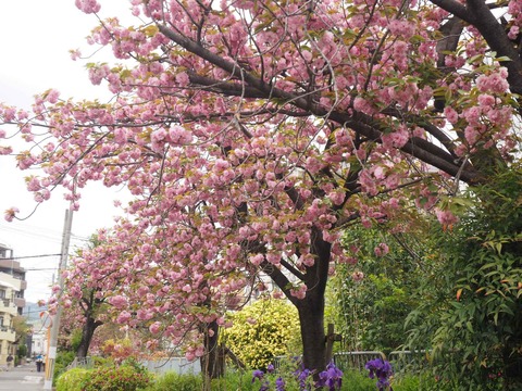 20240417桜 (11)