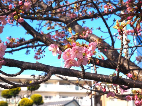 20240224筒井池河津桜 (3)