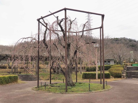 20220323桜公園 (7)