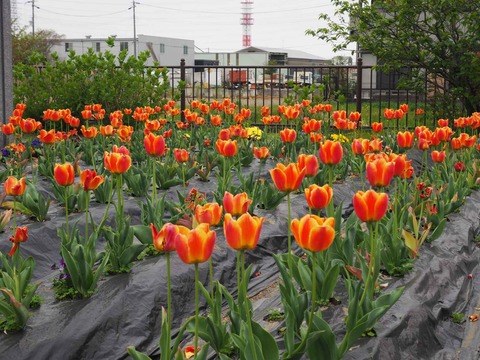 20220413三箇牧チューリップ (12)