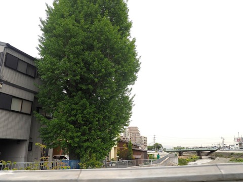 20240420大イチョウ (2)
