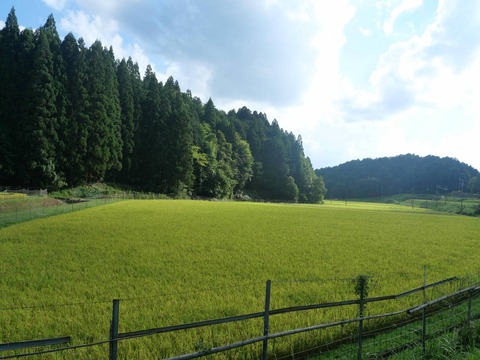 20260901樫田中畑 (46)