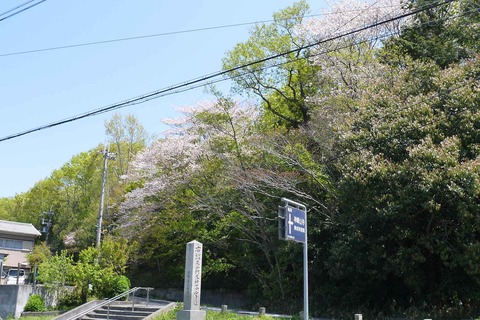 20200425sakura8