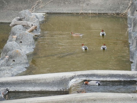 20260318塚脇橋 (49)