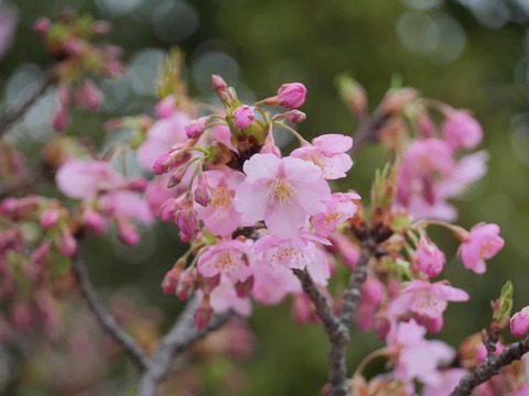 20260227河津桜 (18)