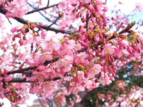 20240302筒井池公園 (2)