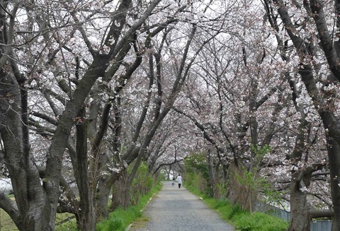20200328_sakura14