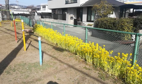 20230311菜の花