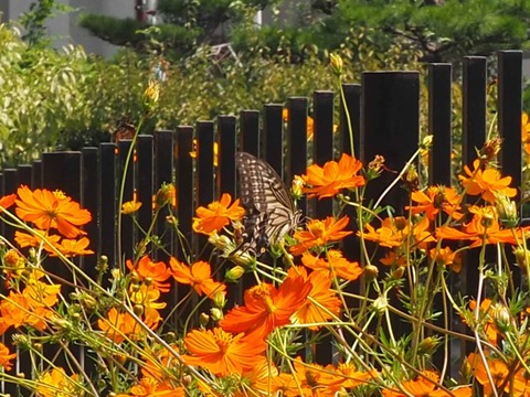 20220924キバナコスモス (10)