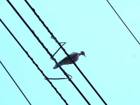 20260628キジバト (3)