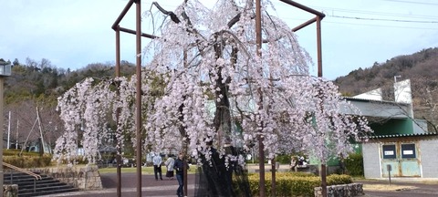 20250329摂津峡公園 (4)