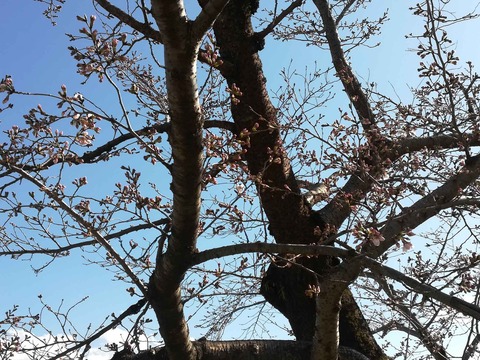sakura20200323_2