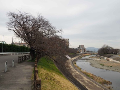 20230321芥川桜堤 (1)