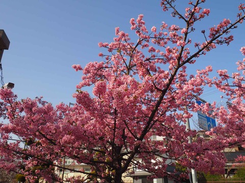 20230311河津桜 (11)