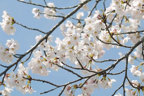 20200405sakura3