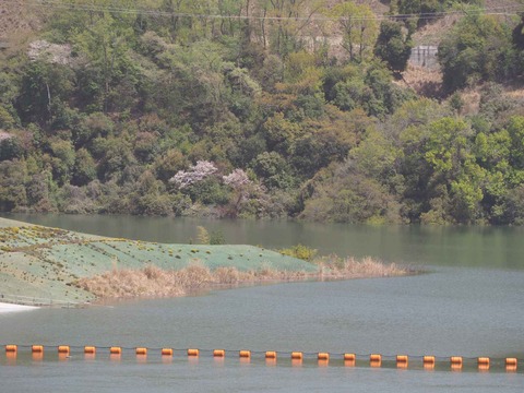 20230413安威川ダム (16)