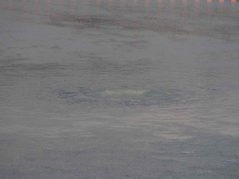 20230223安威川ダム (17)