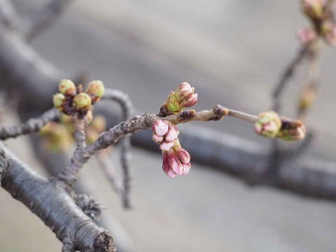 20220320桜芥川 (9)
