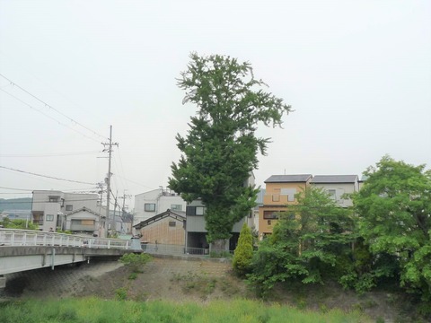 mokomokoicho3