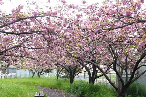20200418sakura4