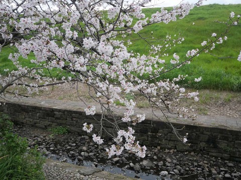 20260331桜 (169)