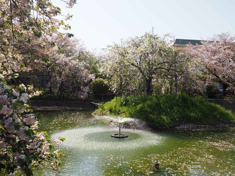 20240414桜 (43)