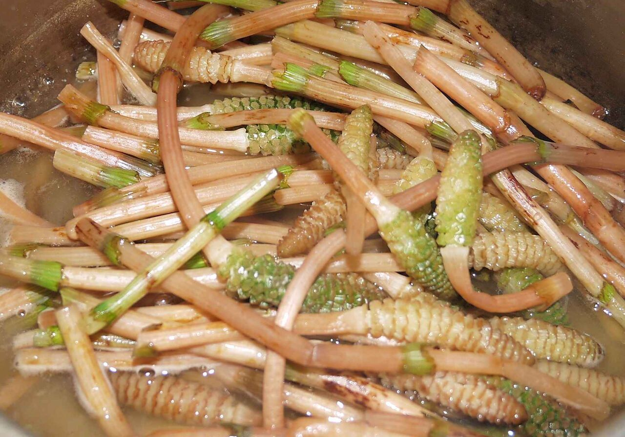 高槻の食材 その29 淀川堤防沿いで見つけたつくしくん 卵とじで調理してみる 高槻network新聞 高槻の食材 その29 淀川堤防沿いで見つけたつくしくん 卵とじで調理してみる 高槻network新聞