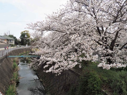 20230327真如寺橋 (3)