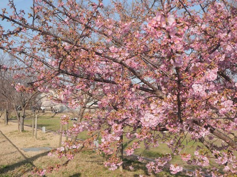 20260301河津桜今城 (4)