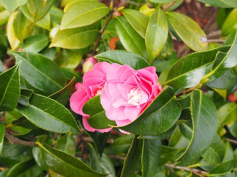 20230325安威川ダム (36)