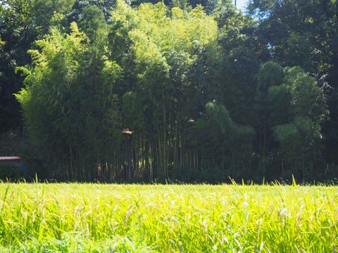 20210828kasida (2)