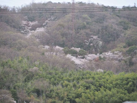 20230325摂津峡遠景 (1)