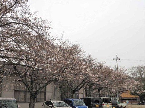 20230325原の桜 (4)