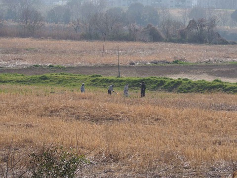 20230312ヨシ焼き (14)