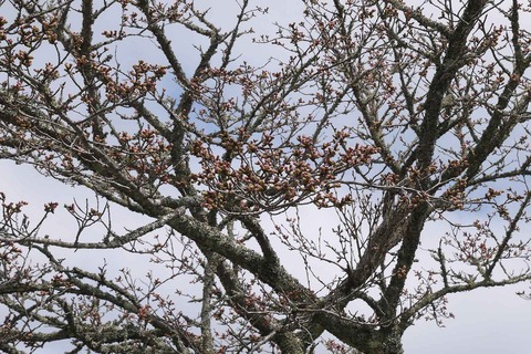 20200329sakura21