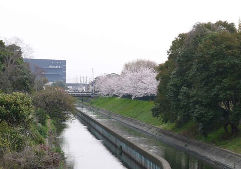 20200403sakura9