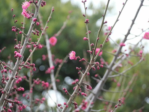 20250301阿久刀神社梅 (6)