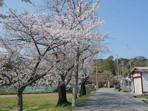20260403桜 (9)